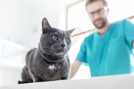 医生看着躺兽医诊所床上的俄罗斯蓝猫图片
