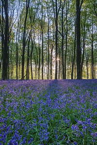 美丽的蓝铃森林景观形象早晨阳光明媚的春天图片
