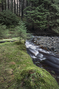 美丽的戏剧景观形象,小溪流英国的高峰地区松树上曳背景图片