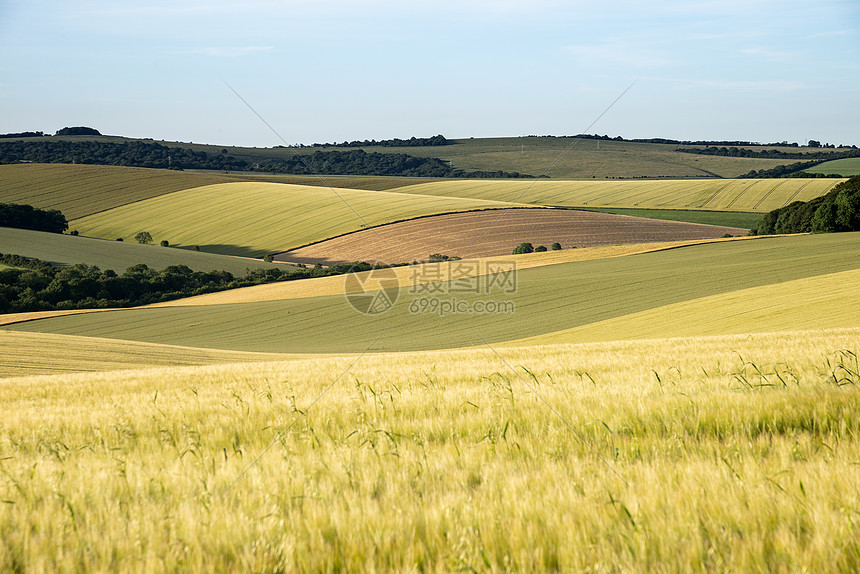 英国金黄色农田夏季景观图片