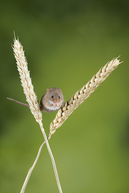 可爱的收获小鼠微毛麦秆上中绿色的自然背景图片