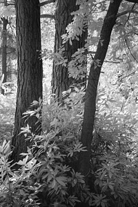 美丽的黑白相间的红色夏季景观林地形象图片