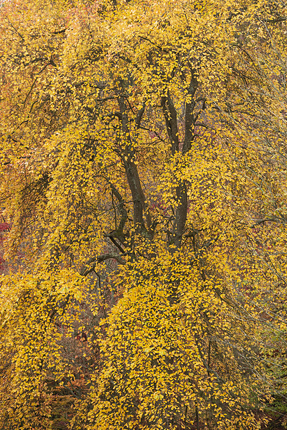 令人惊叹的五颜六色,充满活力的秋季森林林地景观细节英国农村图片