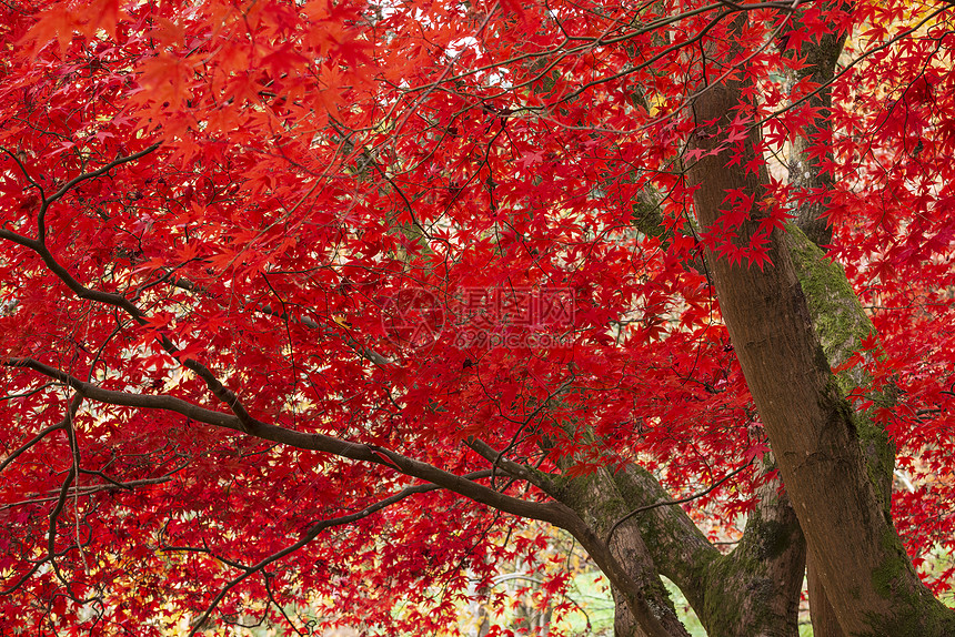 令人惊叹的五颜六色,充满活力的红色黄色的日本枫树秋季森林林地景观细节英国农村图片