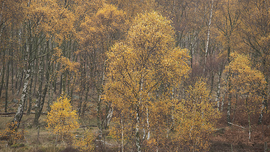 英格兰雾峰区美丽而充满活力的秋季景观图片