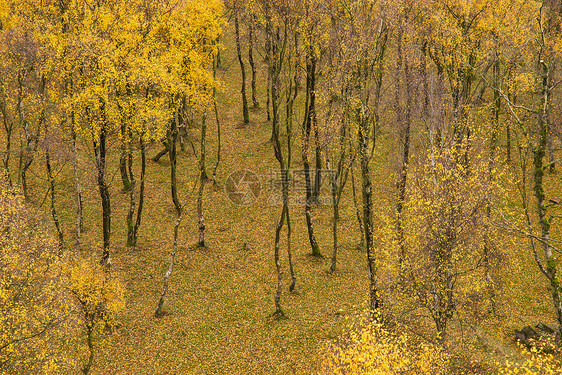 令人叹为观止的银桦林与金色的叶子秋季景观场景上佩德利峡谷英国的高峰地区图片