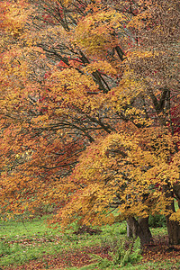 令人惊叹的五颜六色,充满活力的秋季森林林地景观细节英国农村图片