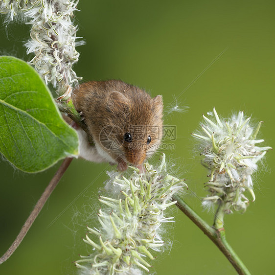 可爱的收获小鼠微毛白色的花叶上,中的绿色自然背景图片