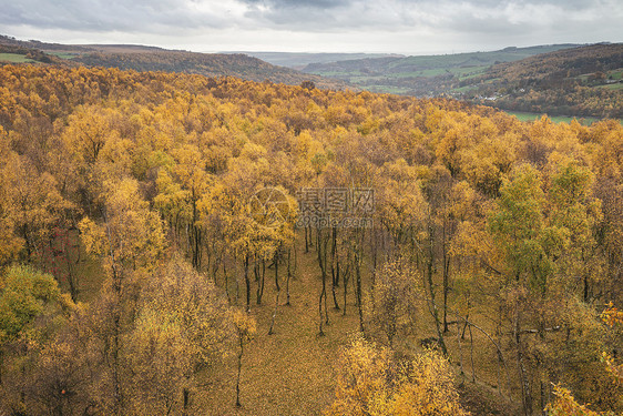 令人惊叹的景色银桦林顶部与金色的叶子秋季景观场景的上帕德利峡谷英国的高峰地区图片