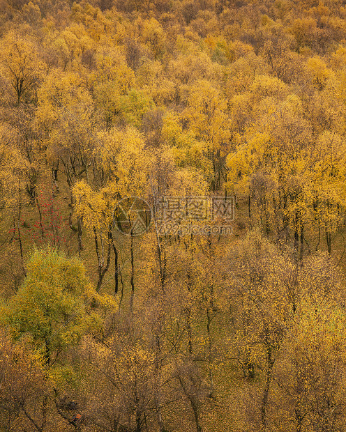 令人叹为观止的银桦林与金色的叶子秋季景观场景上佩德利峡谷英国的高峰地区图片