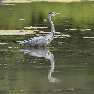 美丽的灰色苍鹭阿迪亚西尼亚狩猎食物,同时涉水河流炎热的夏天背景图片