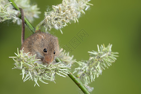 可爱的收获小鼠微毛白色的花叶上,中的绿色自然背景高清图片