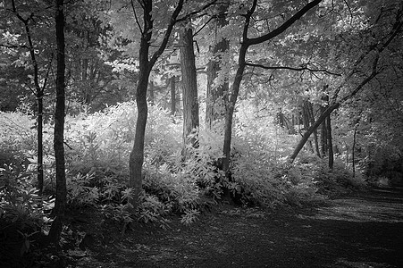 美丽的黑白相间的红色夏季景观林地形象图片