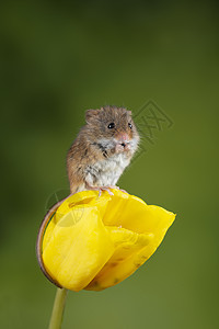 可爱的收获小鼠微毛黄色郁金香花叶中绿色自然背景图片