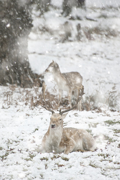 冬季森林景观中休耕鹿的形象,大雪风暴中地面下雪图片