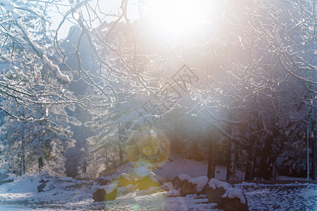 冬天的森林里雪覆盖着树木图片