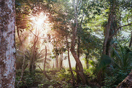 美丽的绿色热带丛林图片