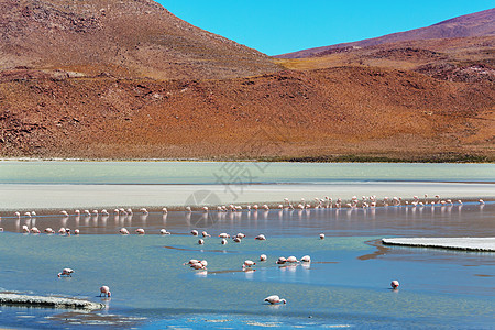 玻利维亚高原湖泊中的火烈鸟高清图片