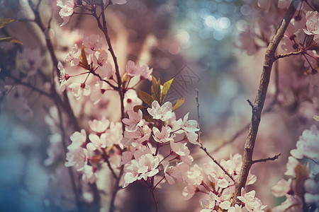 春天花园里开花的树春季背景图片