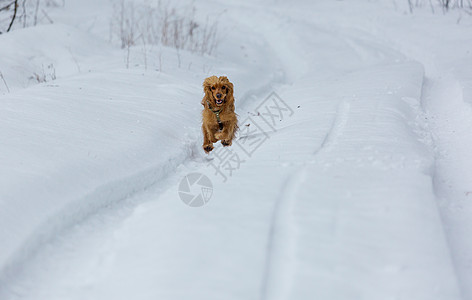 金色的英国公鸡猎犬站雪地里图片