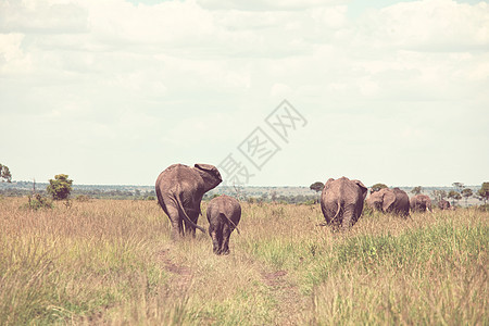 非洲大象非洲罗索达牛与幼牛荒野灌木丛,肯尼亚图片