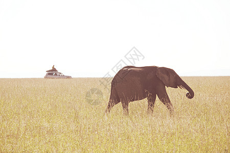 肯尼亚非洲大象草原上图片