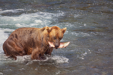 只灰熊布鲁克斯瀑布捕猎鲑鱼沿海棕色灰熊阿拉斯加的卡特迈公园捕鱼夏天的季节自然野生动物背景图片