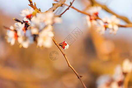 樱花春天的花园里盛开图片