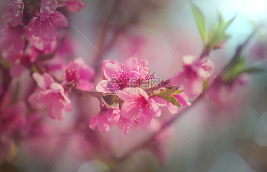 樱花春天的花园里盛开图片