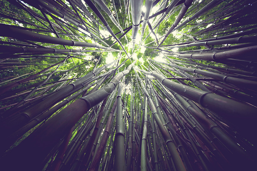 夏威夷热带格登的竹子图片