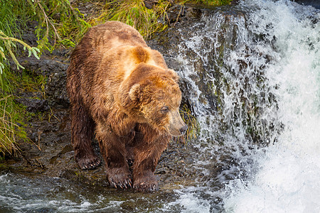熊捕鱼只灰熊布鲁克斯瀑布捕猎鲑鱼沿海棕色灰熊阿拉斯加的卡特迈公园捕鱼夏天的季节自然野生动物背景