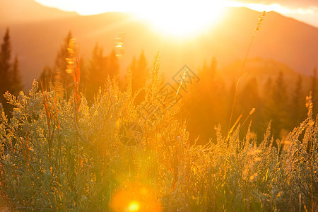 阳光明媚的秋天草地自然背景图片