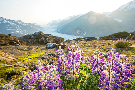 美丽的夏季草地山区,阿拉斯加,美国图片