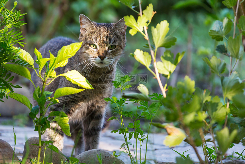 绿草地上的猫图片