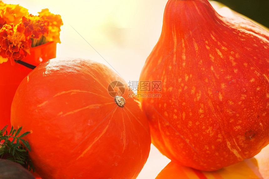 秋天花园里的橙色南瓜图片