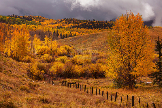 美国科罗拉多州五颜六色的金色秋天,季节图片