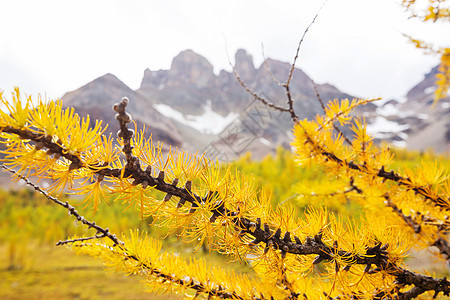 加大山区美丽的金色落叶松秋天的季节图片