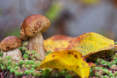 夏天雨后秋天森林里的蘑菇背景