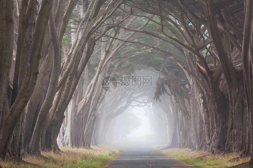 雾蒙蒙的树巷图片