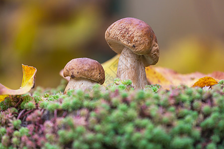 秋天森林里的蘑菇图片