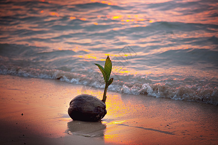 日落热带海滩的椰子芽背景图片