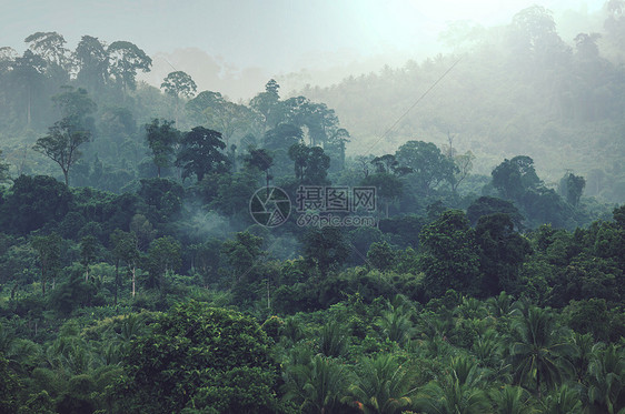 美丽的绿色热带丛林为自然背景图片