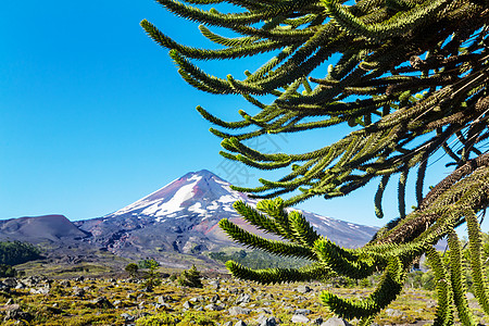 智利安斯山脉寻常的阿劳卡里亚AraucariaAraucana树木图片