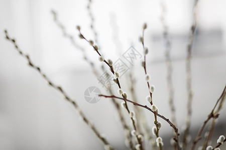 植物,植物复活节阴柳枝室内室内的阴柳枝图片