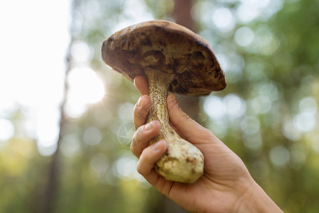 季节,自然休闲密切女手握蘑菇森林森林里用蘑菇女的手图片
