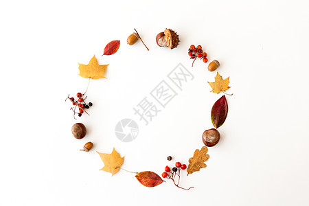 自然季节植物学白色背景下同干燥落叶栗子橡子浆果的圆形框架秋叶,栗子,橡子浆果框架图片