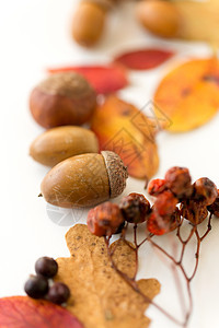 自然,季节植物学橡子,罗望子干燥落叶白色背景橡子,红莓秋叶图片