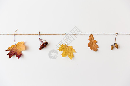 越莓干自然,季节植物学干落秋叶,橡子罗望子白色背景上的字符串秋天的叶子,橡子罗望子弦上背景