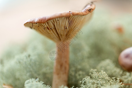 自然与环境驯鹿地衣苔中的乳菇驯鹿地衣苔藓中的乳菇图片