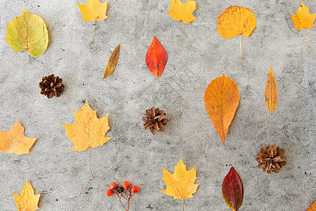 自然,季节植物学同的干落秋叶,轮虫松果灰色的石头背景干燥的秋叶,罗望子松果图片